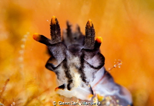 This is a photo of a pikachu nudibranch (Thecacera Pacifi... by Glenn Ian Villanueva 